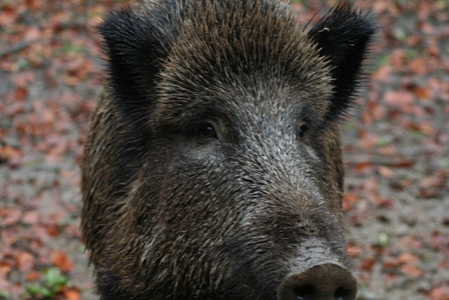 Wildschwein