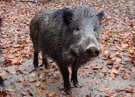 Wildschwein