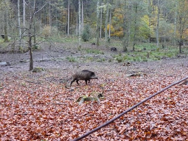 Bild 12